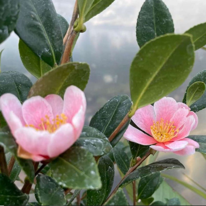 Camellia sasanqua 'Mondel' PP #21,687 ~ Pink-A-Boo® Camellia-ServeScape