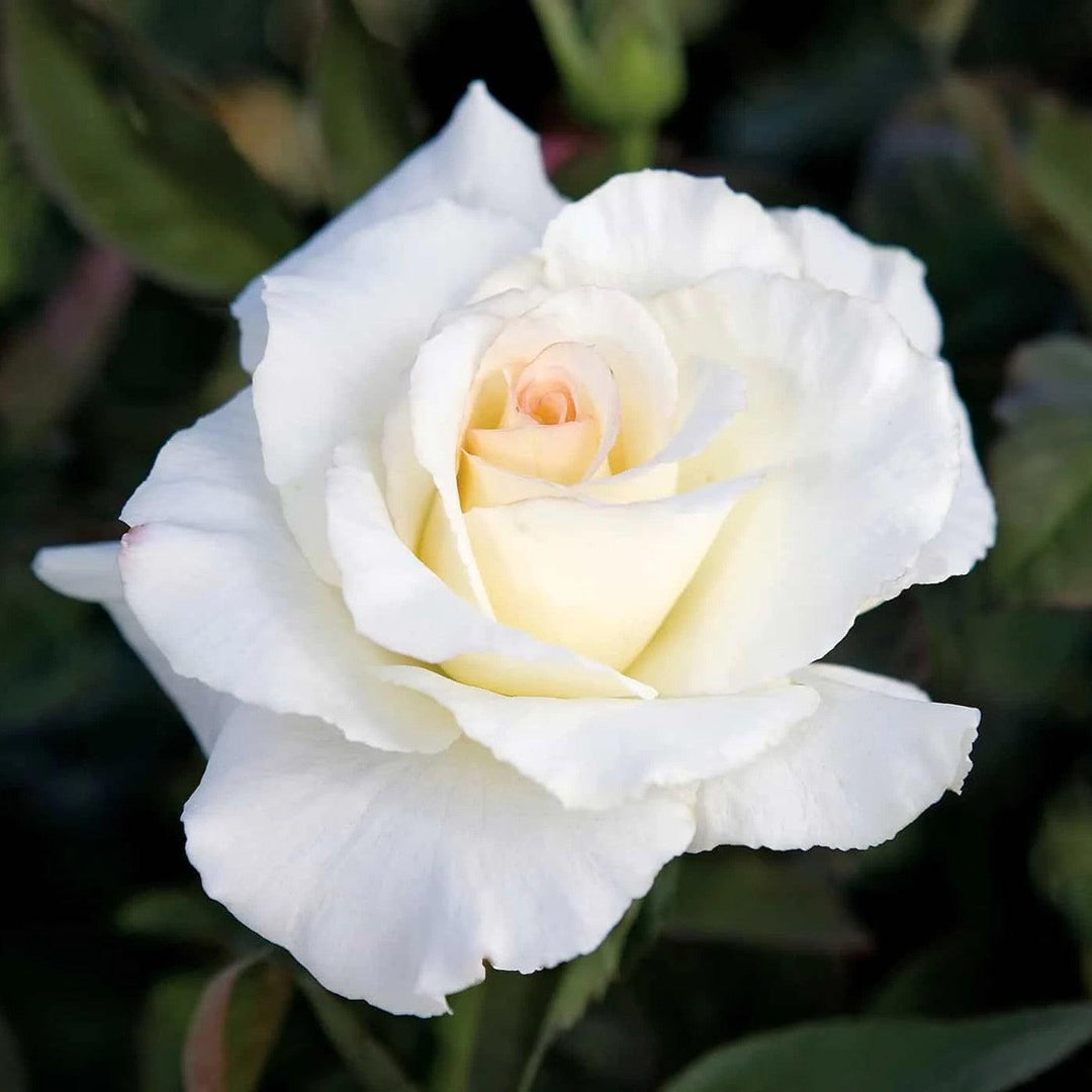 Rosa x 'Witharoma' PP21373 ~ Secret’s Out!™ Rose-ServeScape