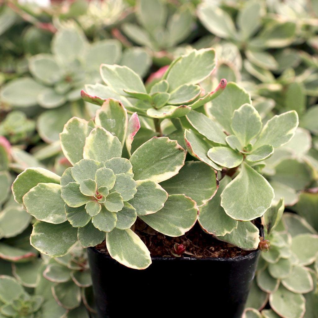 Sedum kamtschaticum 'Variegatum' ~ Variegated Russian Stonecrop-ServeScape