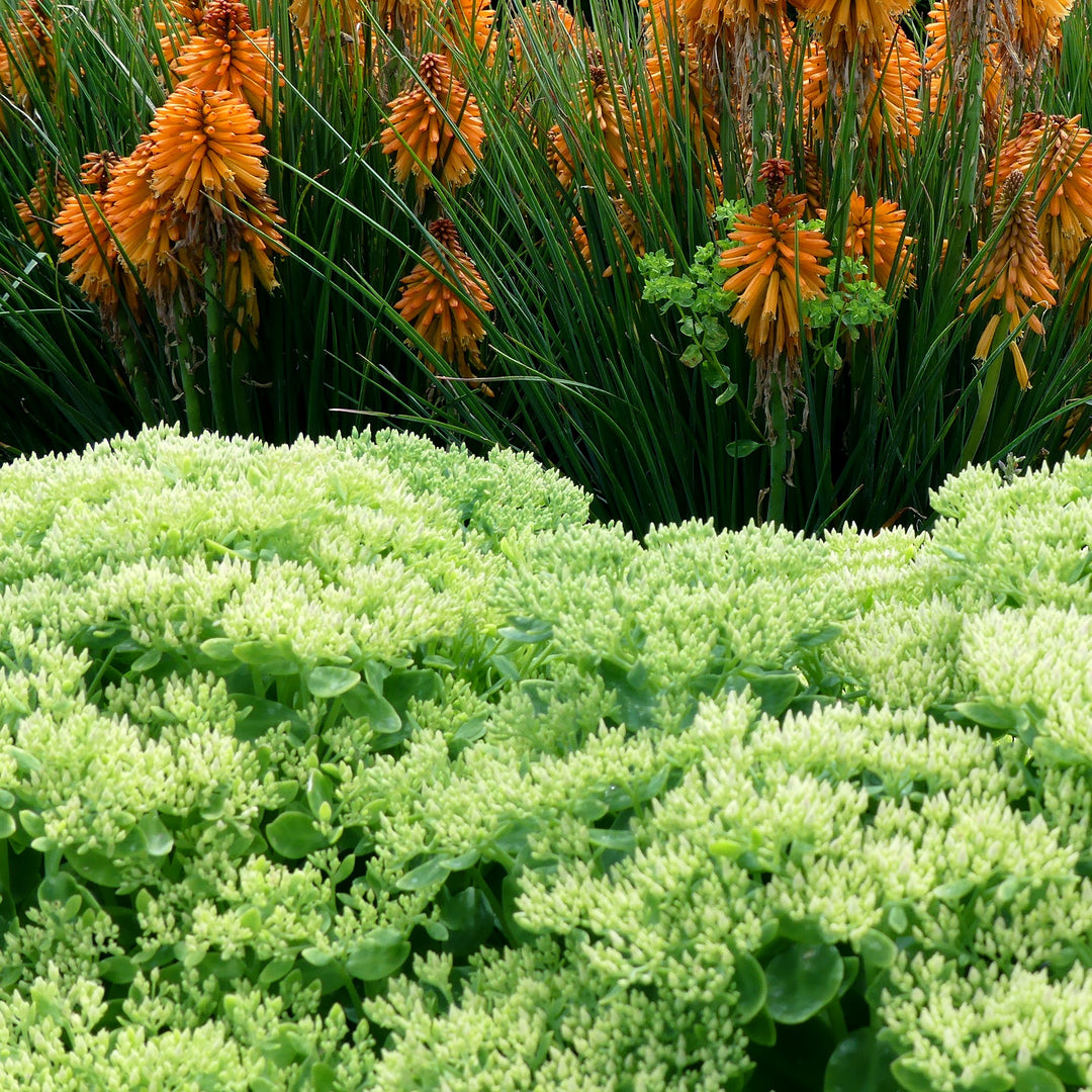 Sedum 'Crystal Pink' ~ Monrovia® Evolution™ Pink Prism Sedum-ServeScape