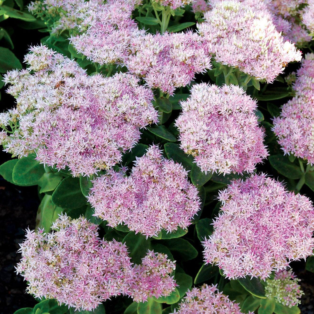 Sedum 'Crystal Pink' ~ Monrovia® Evolution™ Pink Prism Sedum-ServeScape