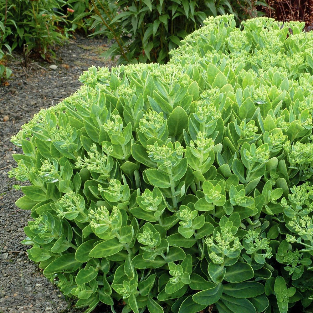 Sedum 'Crystal Pink' ~ Monrovia® Evolution™ Pink Prism Sedum-ServeScape