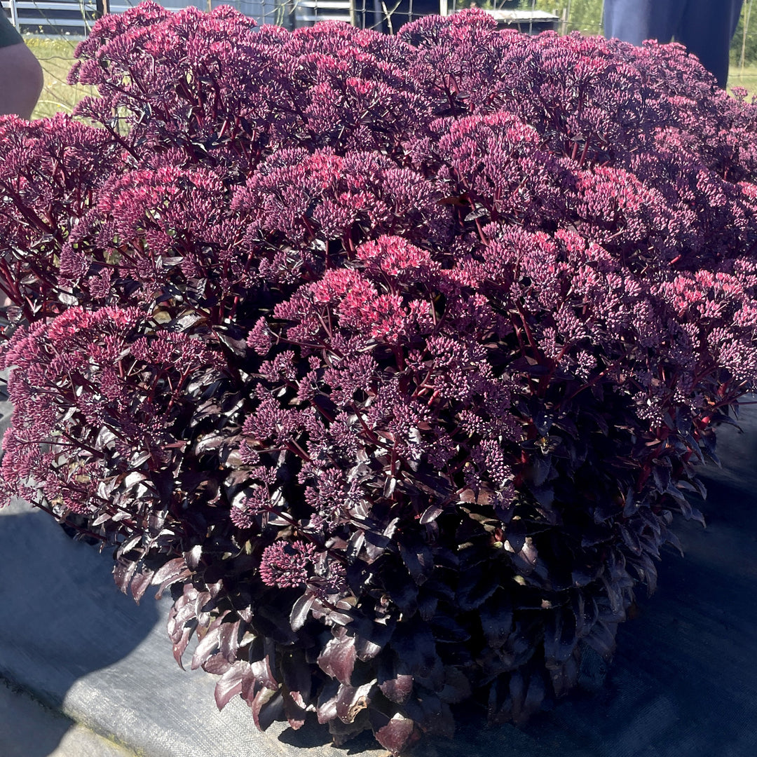 Sedum x 'Cherry Fizz' ~ Monrovia® Nova® Cherry Fizz Stonecrop-ServeScape