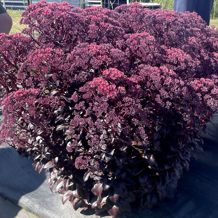 Sedum x 'Cherry Fizz' ~ Monrovia® Nova® Cherry Fizz Stonecrop-ServeScape
