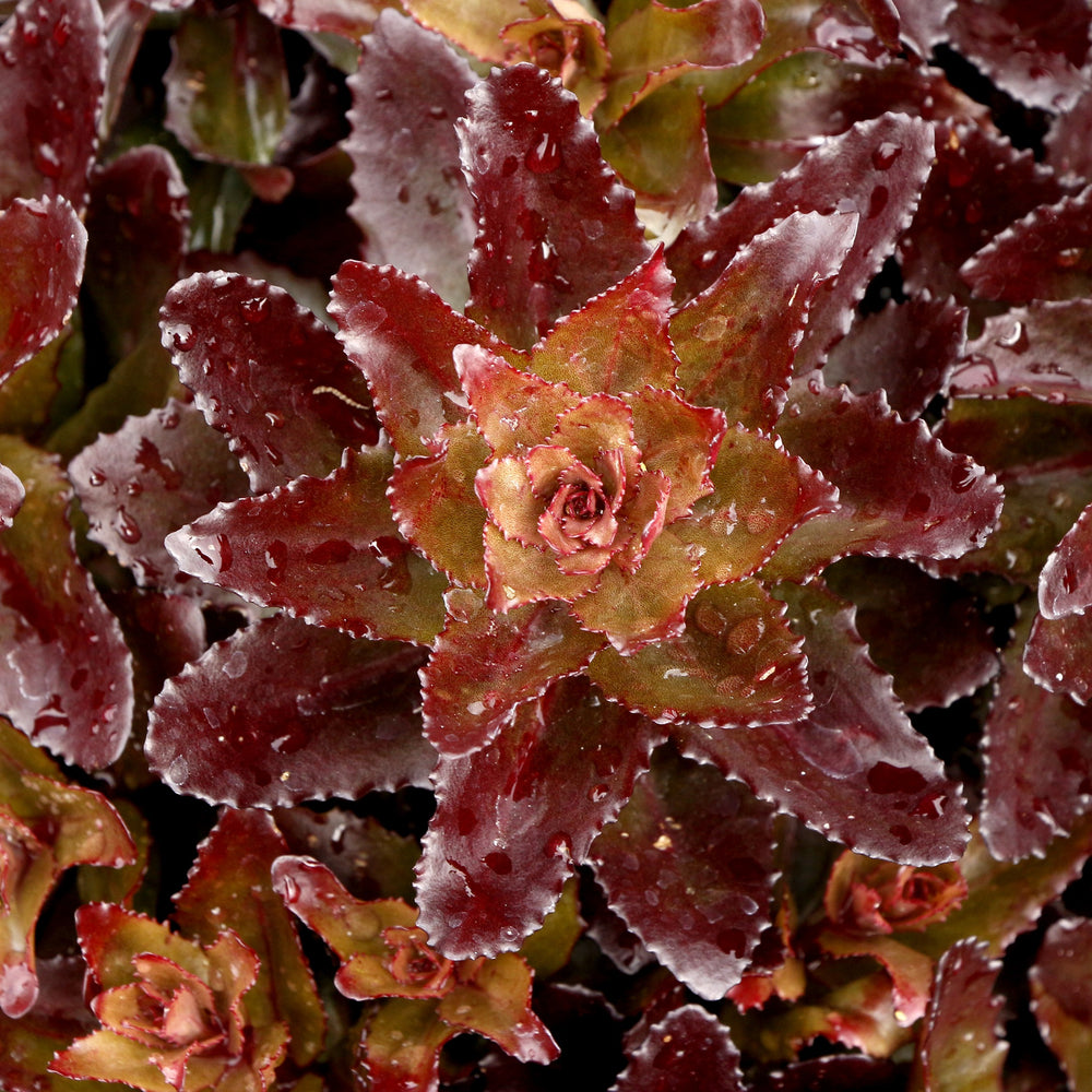 Sedum x 'Cherry Fizz' ~ Monrovia® Nova® Cherry Fizz Stonecrop-ServeScape