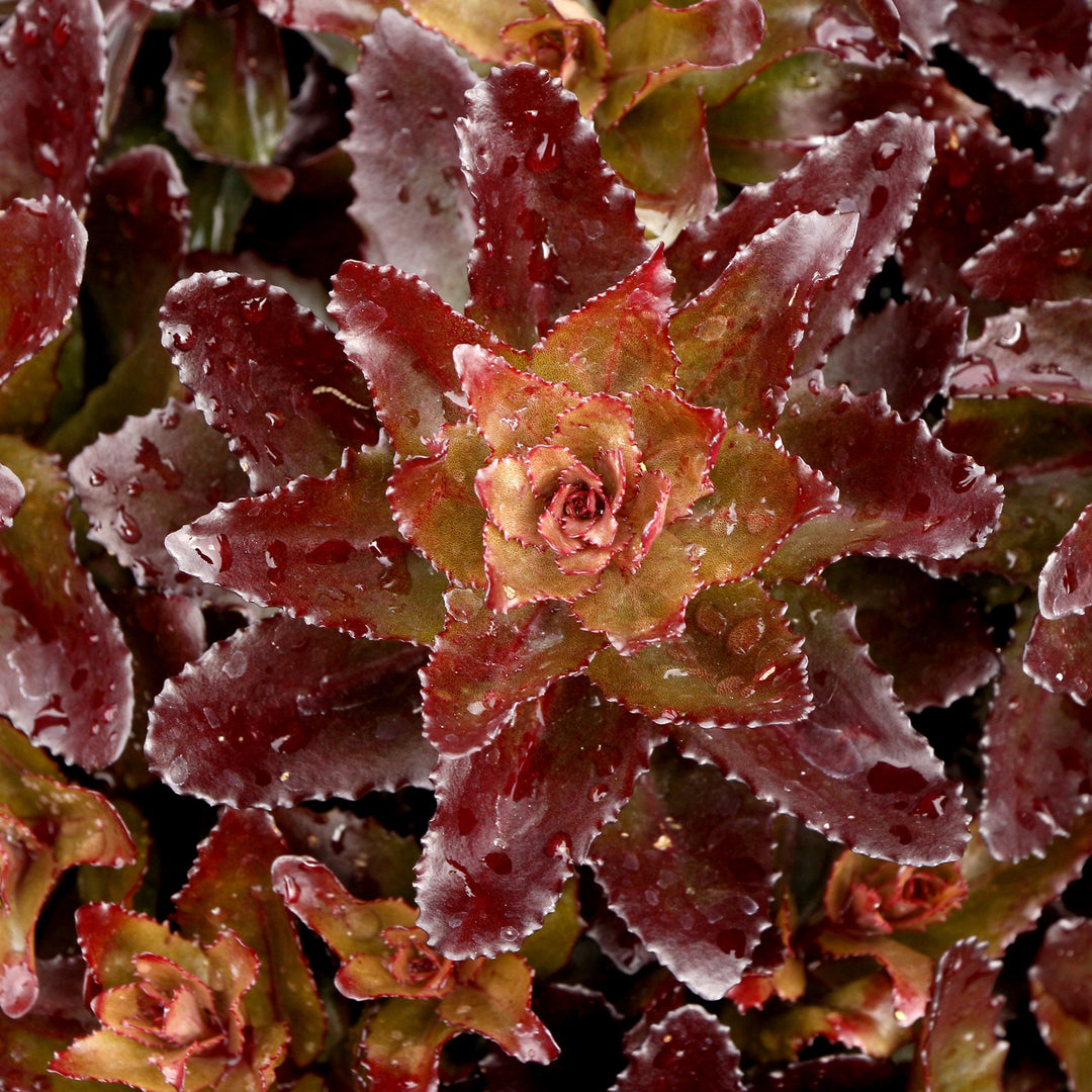 Sedum x 'Cherry Fizz' ~ Monrovia® Nova® Cherry Fizz Stonecrop-ServeScape