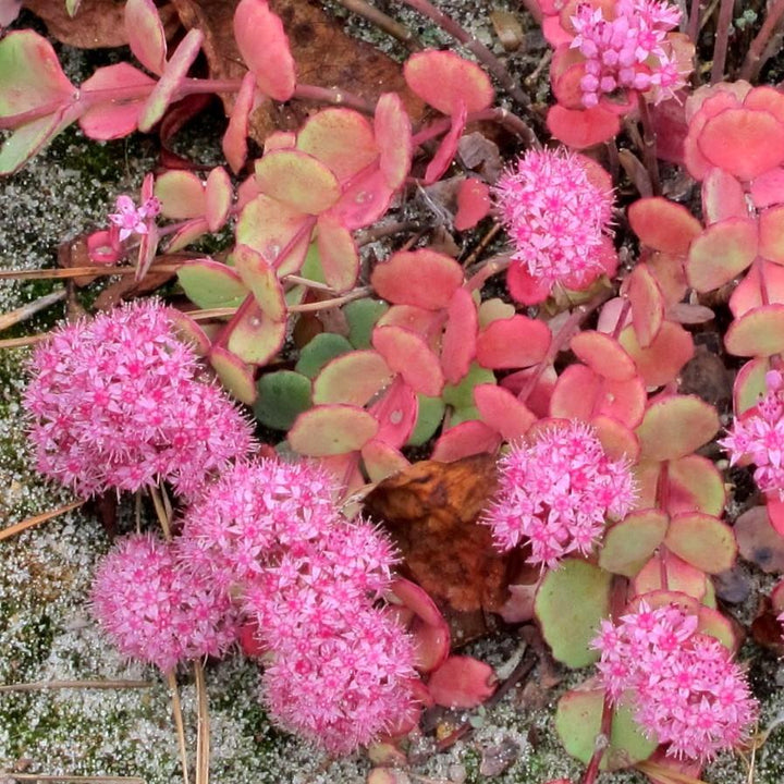 Sedum sieboldii ~ October Daphne Stonecrop-ServeScape