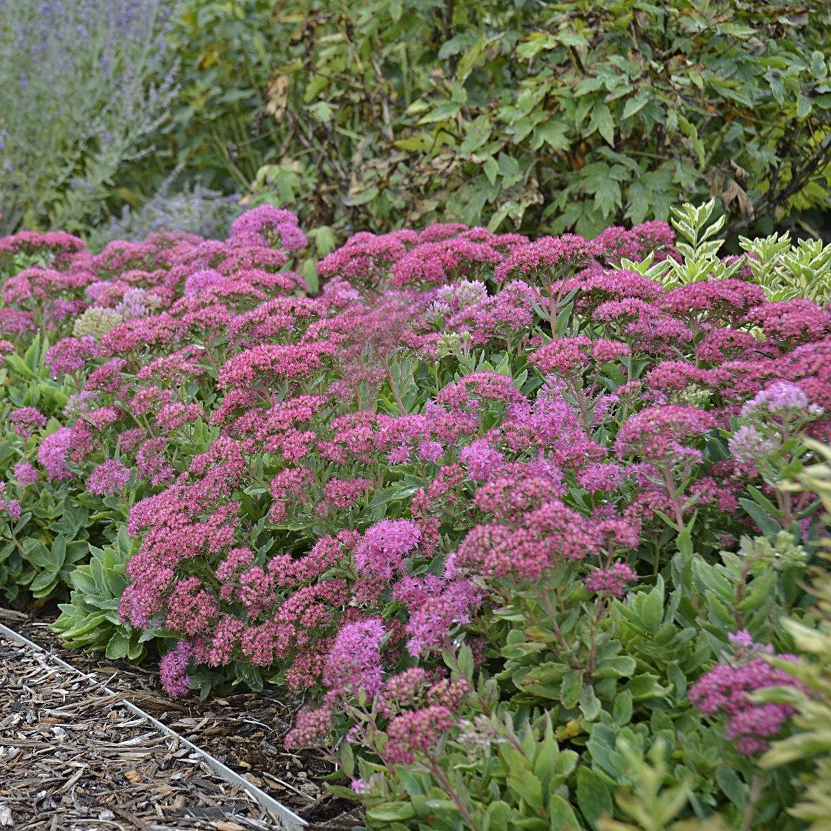 Sedum 'Carl' ~ Carl Stonecrop-ServeScape