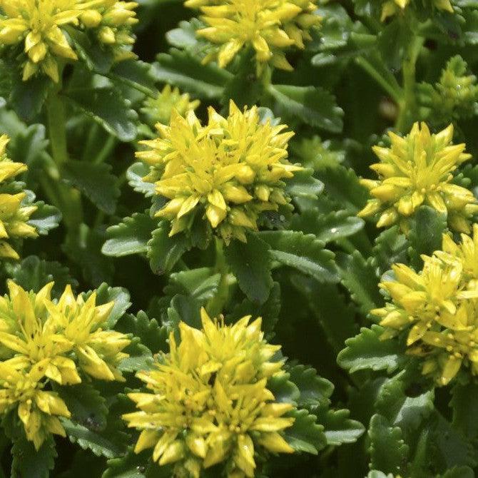 Sedum kamtschaticum 'Little Miss Sunshine' ~ Little Miss Sunshine Stonecrop-ServeScape