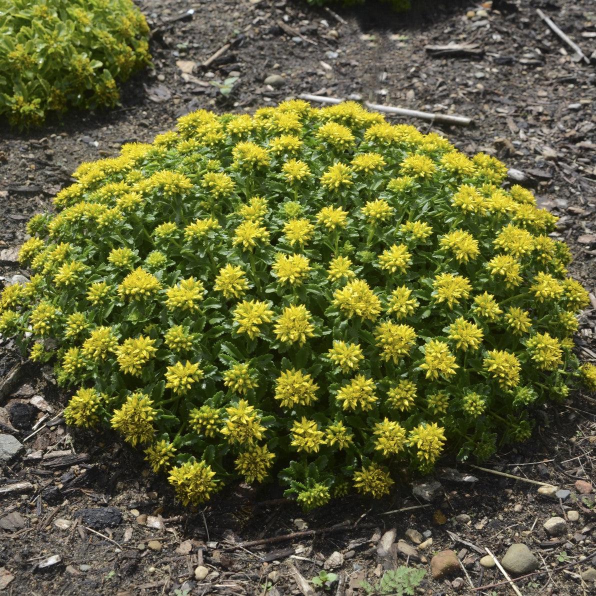 Sedum kamtschaticum 'Little Miss Sunshine' ~ Little Miss Sunshine Stonecrop-ServeScape