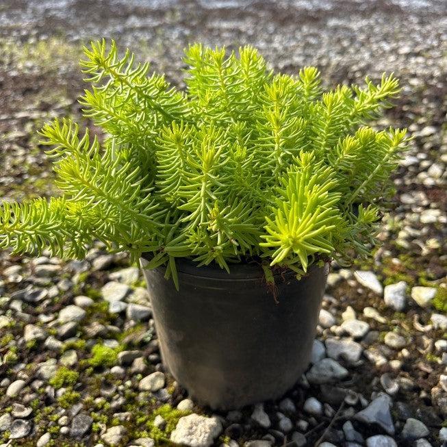 Sedum rupestre 'Angelina' ~ Angelina Stonecrop-ServeScape