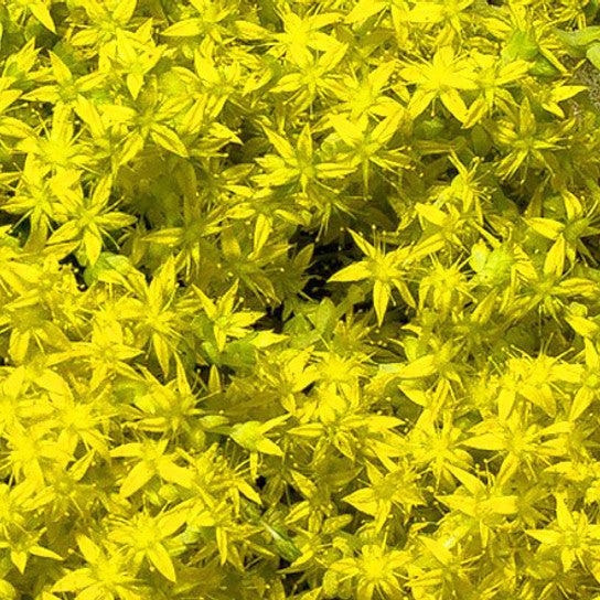 Sedum x 'Czar's Gold' ~ Czar's Gold Stonecrop-ServeScape