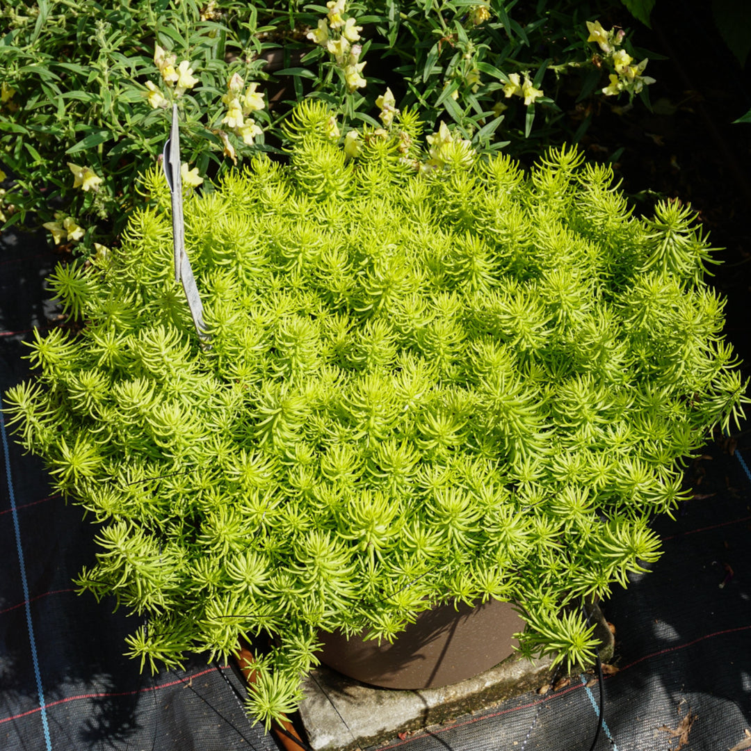 Sedum rupestre 'Prima Angelina' ~ Prima Angelina Stonecrop-ServeScape