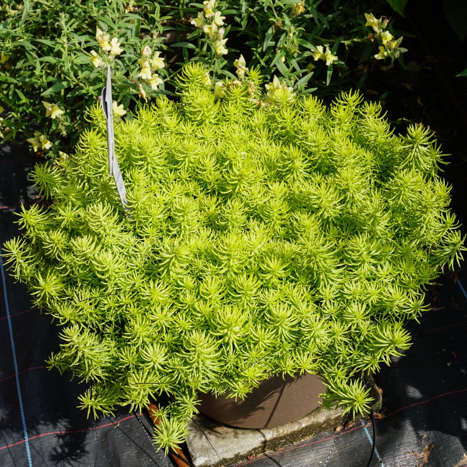 Sedum rupestre 'Prima Angelina' ~ Prima Angelina Stonecrop-ServeScape