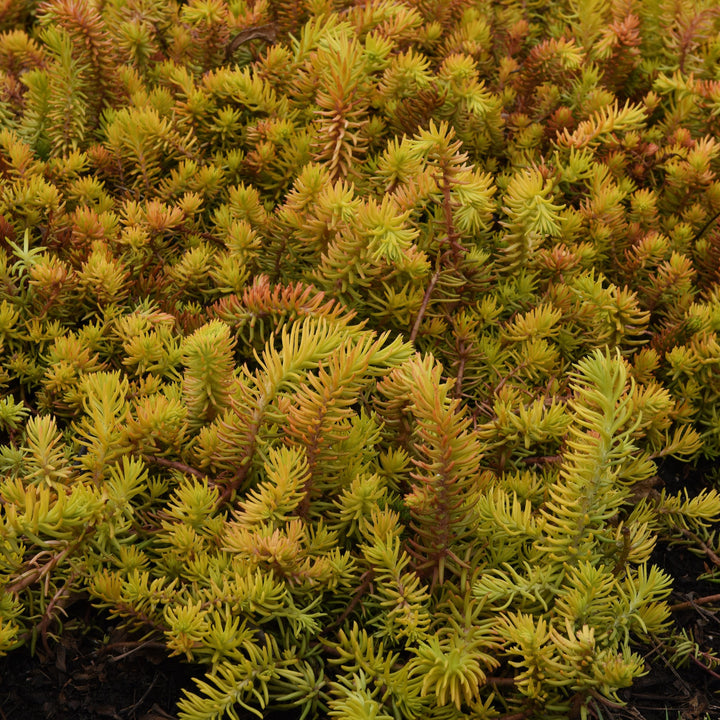 Sedum rupestre 'Prima Angelina' ~ Prima Angelina Stonecrop-ServeScape