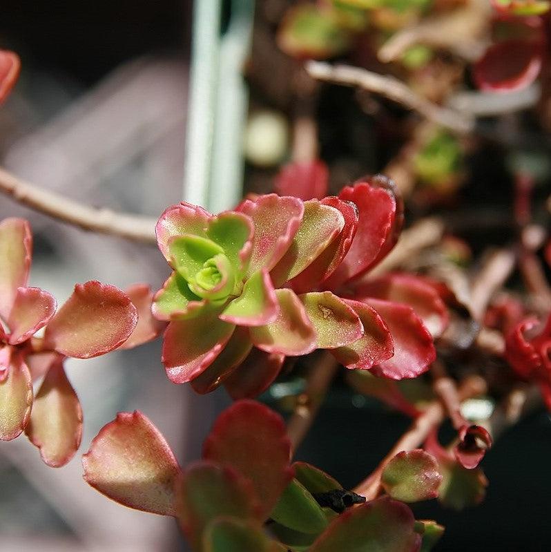 Sedum spurium 'Schorbuser Blut' ~ Dragon's Blood Stonecrop-ServeScape