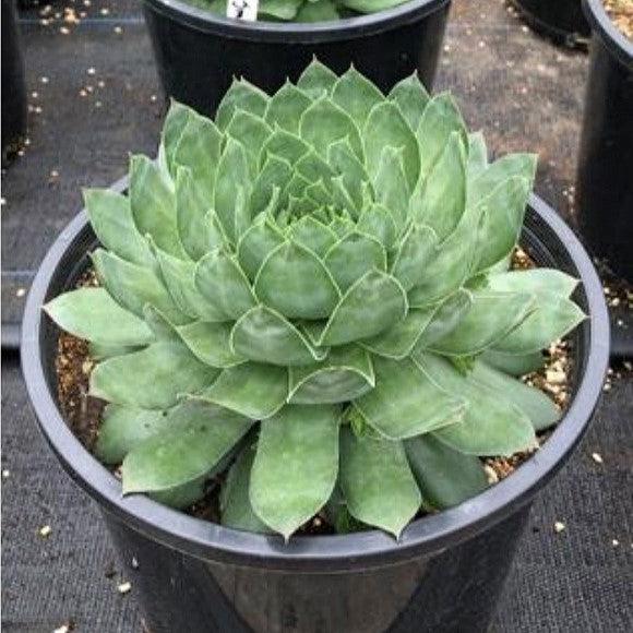 Sempervivum 'Supersemp Emerald' ~ Supersemps® Emerald Sempervivum-ServeScape