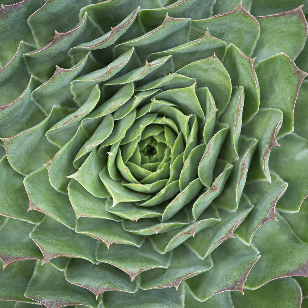 Sempervivum 'Supersemp Emerald' ~ Supersemps® Emerald Sempervivum-ServeScape