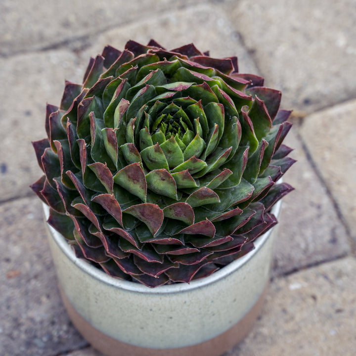 Sempervivum 'Supersemp Emerald' ~ Supersemps® Emerald Sempervivum-ServeScape