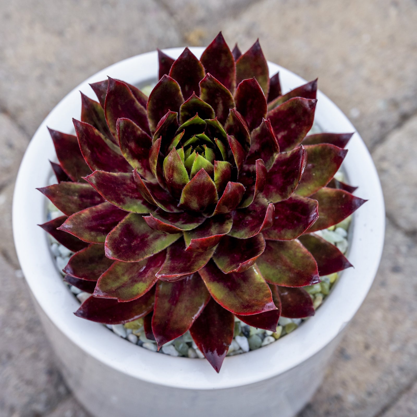 Sempervivum 'Supersemp Fire Quartz' ~ Supersemps® Fire Quartz Sempervivum-ServeScape