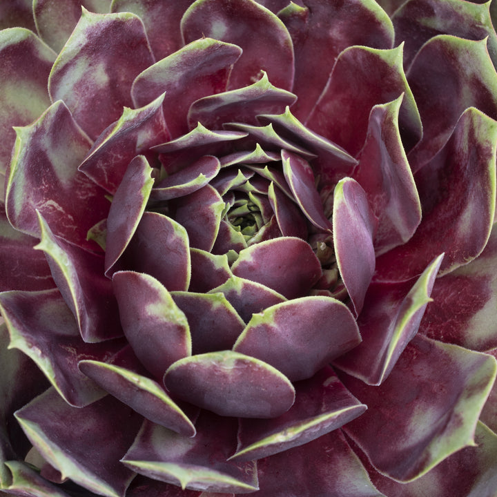 Sempervivum 'Supersemp Fire Quartz' ~ Supersemps® Fire Quartz Sempervivum-ServeScape