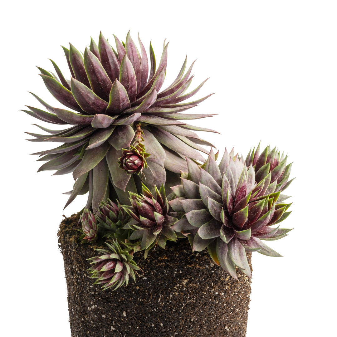 Sempervivum 'Supersemp Fire Quartz' ~ Supersemps® Fire Quartz Sempervivum-ServeScape