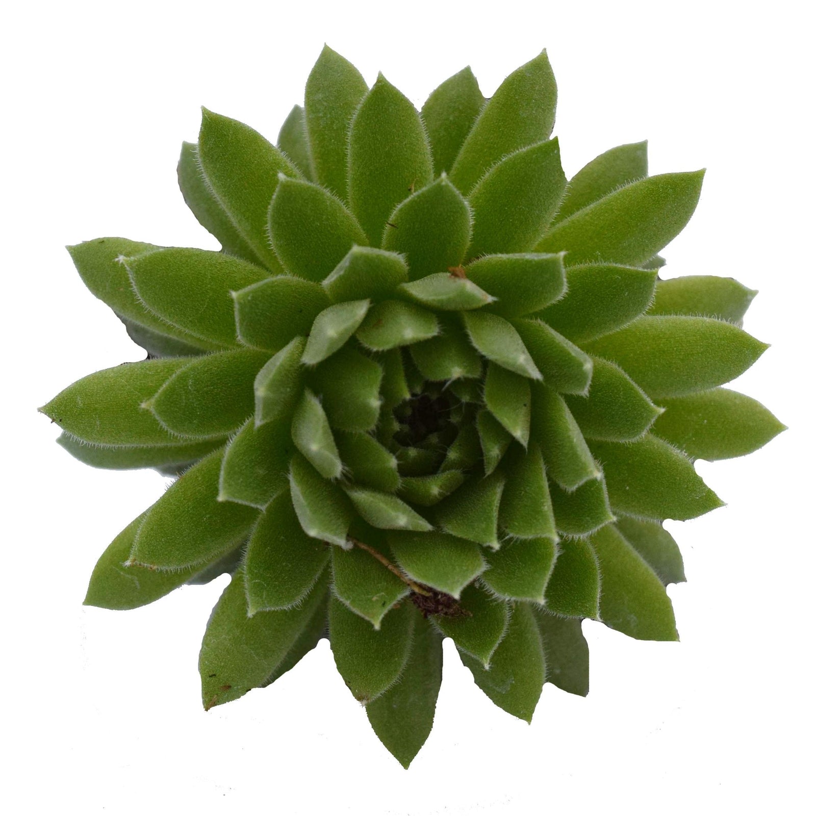 Sempervivum 'Spring Beauty' ~ Spring Beauty Hens and Chicks-ServeScape