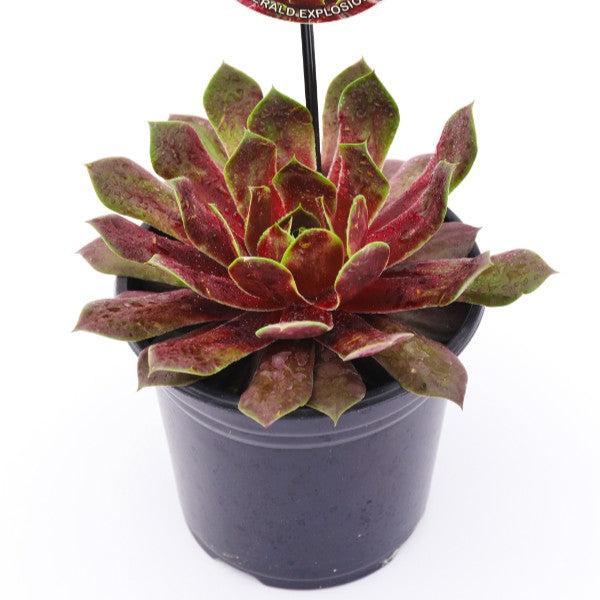 Sempervivum 'Emerald Explosion' ~ Chick Charms® Emerald Explosion Hens and Chicks-ServeScape