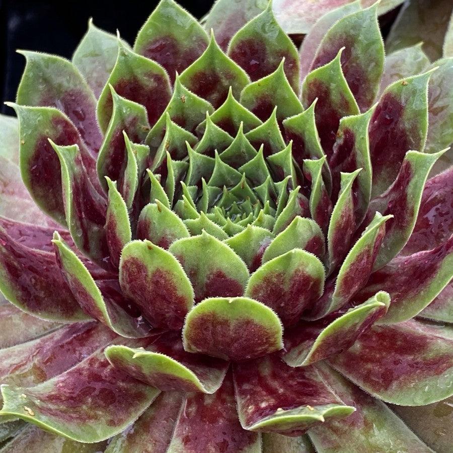 Sempervivum 'Emerald Explosion' ~ Chick Charms® Emerald Explosion Hens and Chicks-ServeScape