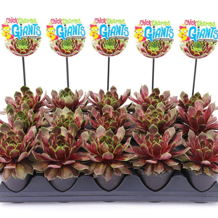 Sempervivum 'Emerald Explosion' ~ Chick Charms® Emerald Explosion Hens and Chicks-ServeScape