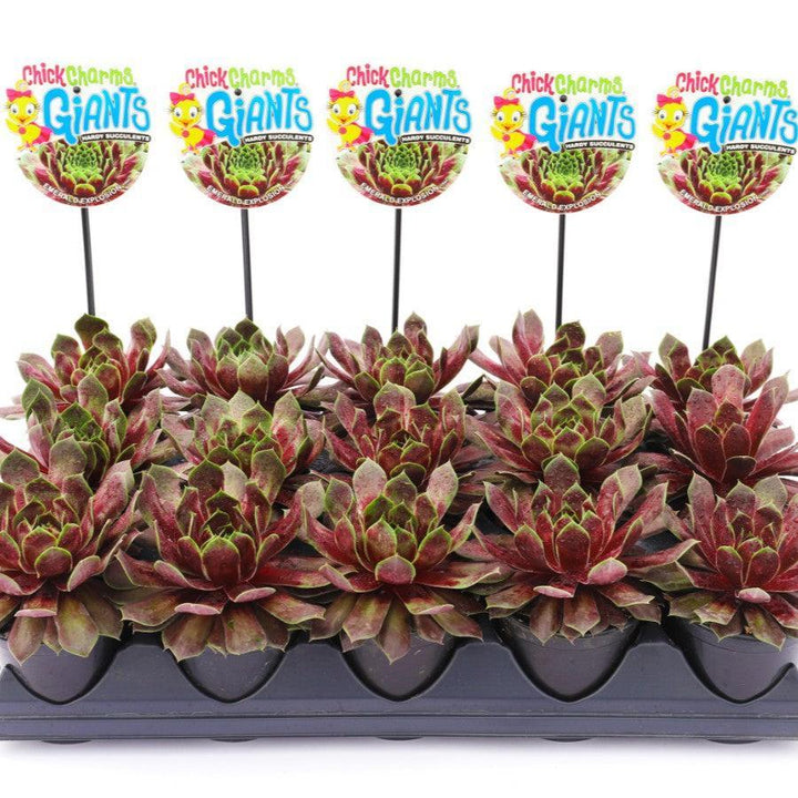 Sempervivum 'Emerald Explosion' ~ Chick Charms® Emerald Explosion Hens and Chicks-ServeScape
