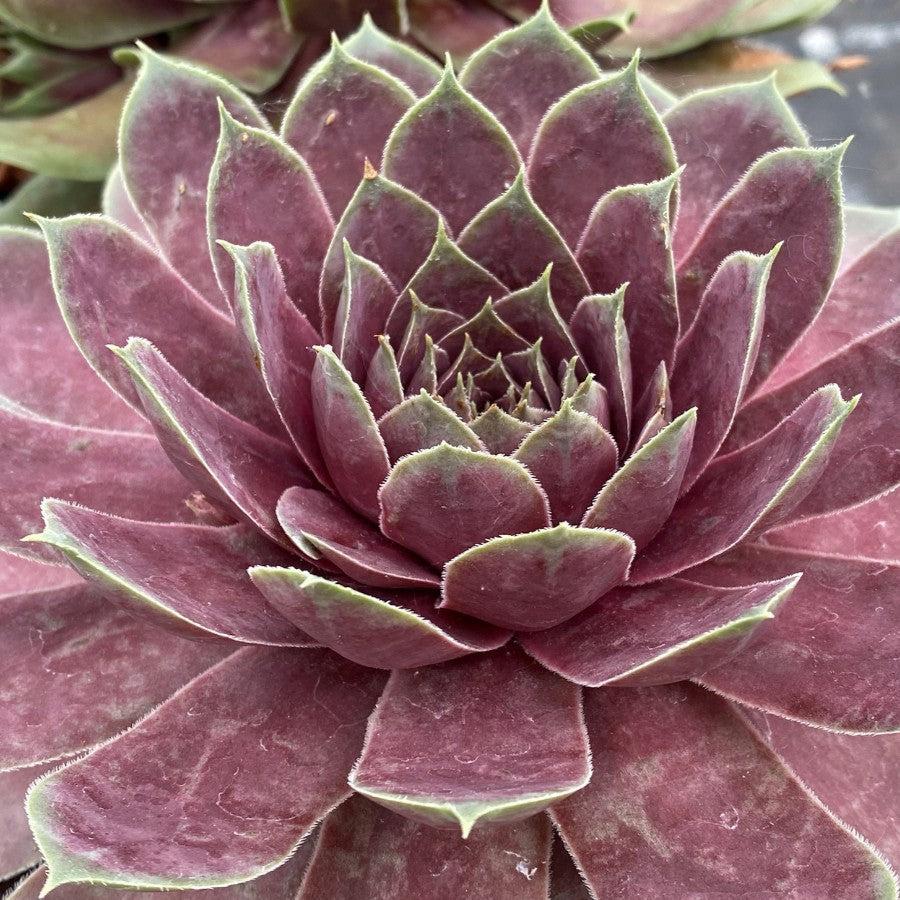 Sempervivum 'Pink Sapphire' ~ Chick Charms® Pink Sapphire Hens and Chicks-ServeScape