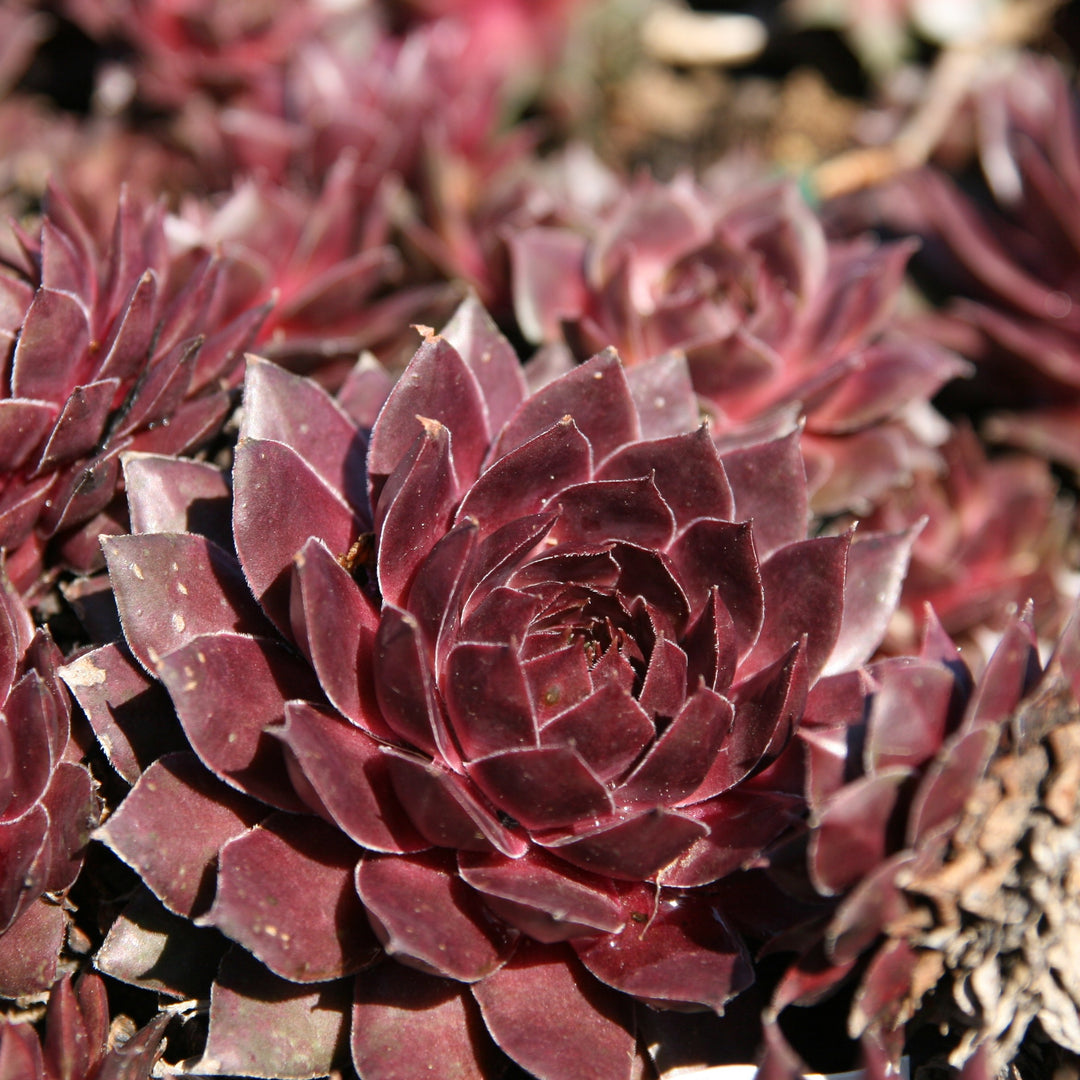 Sempervivum 'Sanford' ~ Sanford Hens and Chicks-ServeScape