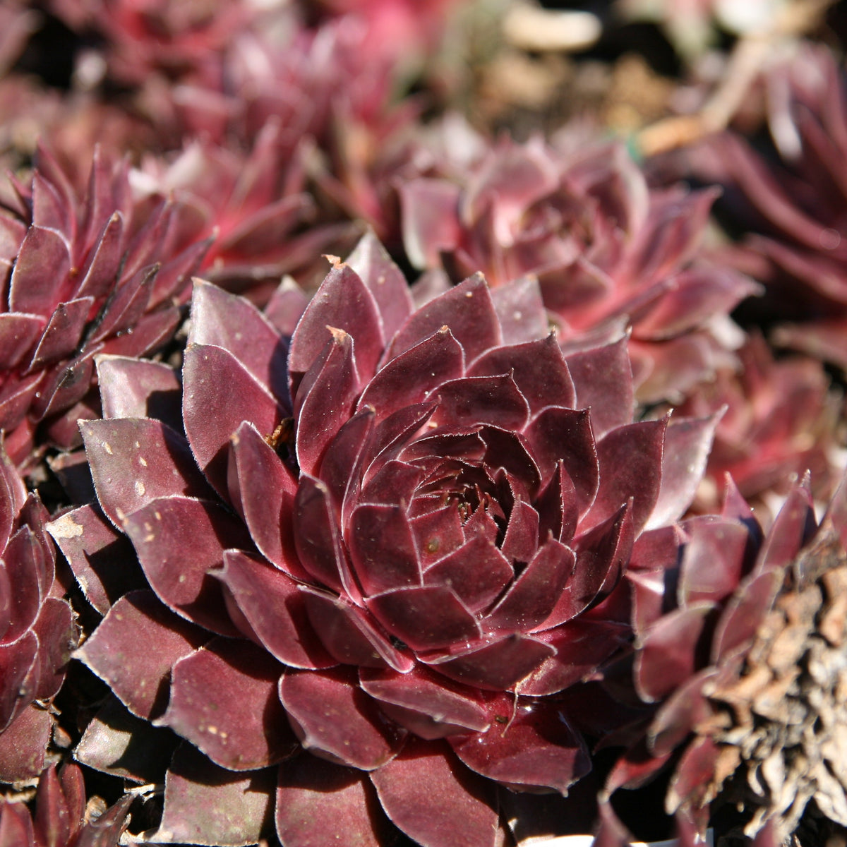 Sempervivum 'Sanford' ~ Sanford Hens and Chicks-ServeScape