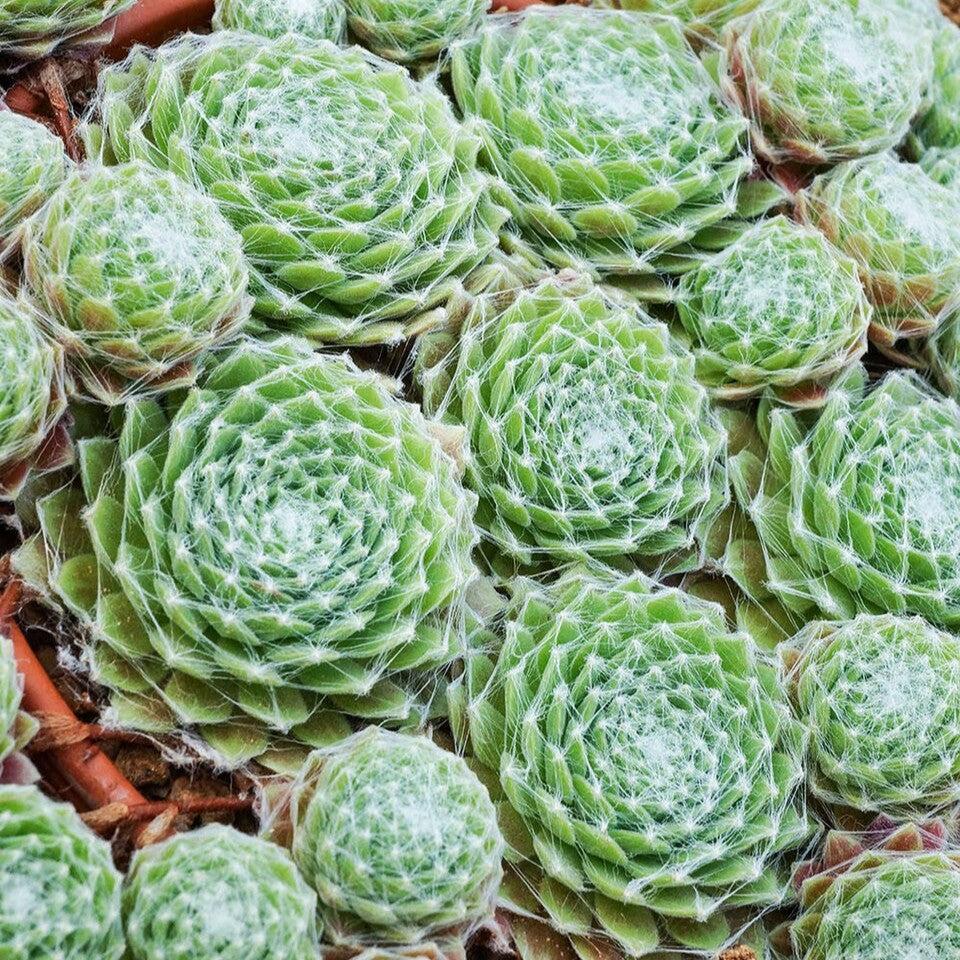 Sempervivum arachnoideum ~ Cobweb Hens and Chicks-ServeScape