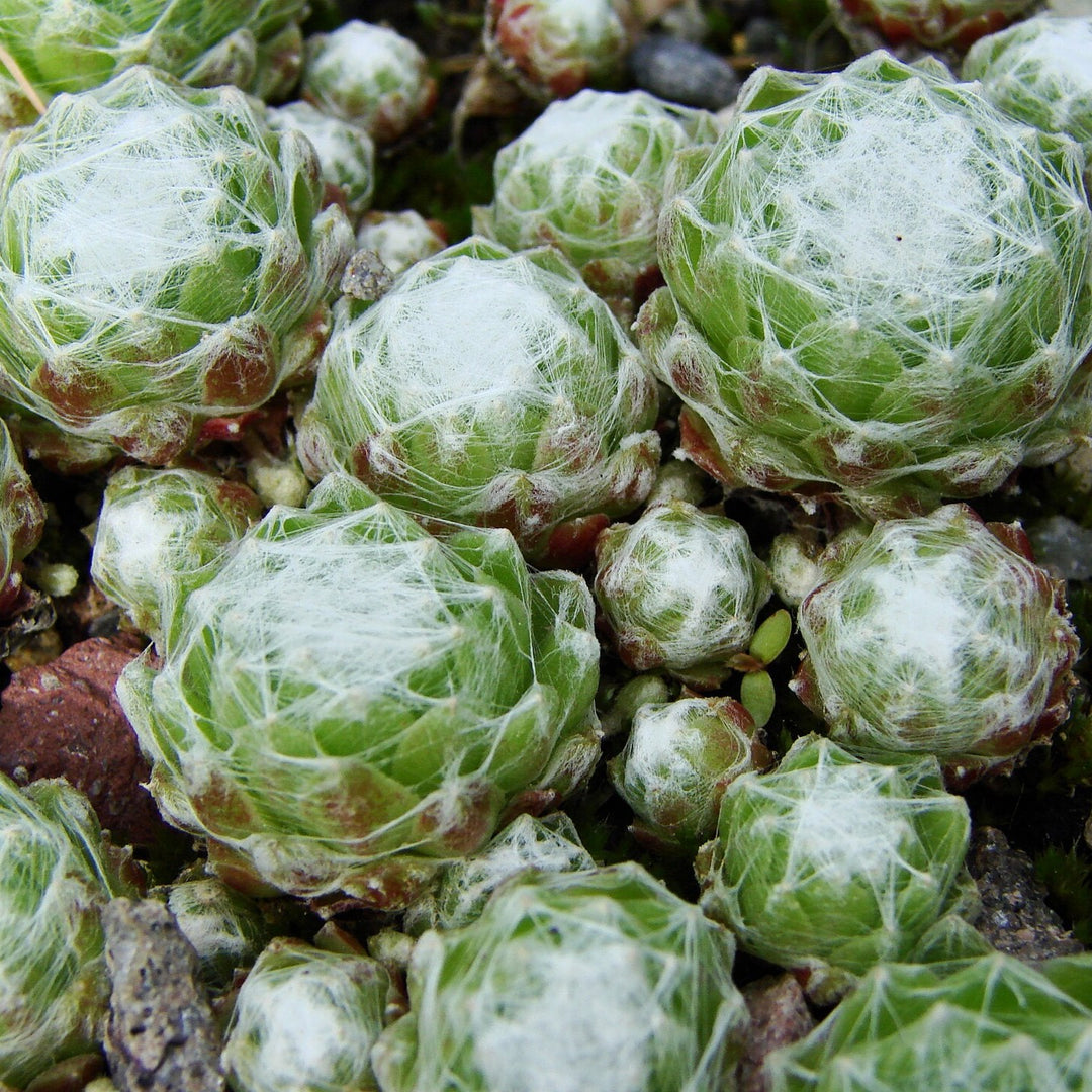 Sempervivum arachnoideum ssp. tomentosum ~ Woolly Hens and Chicks-ServeScape