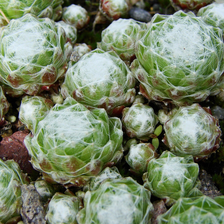 Sempervivum arachnoideum ssp. tomentosum ~ Woolly Hens and Chicks-ServeScape