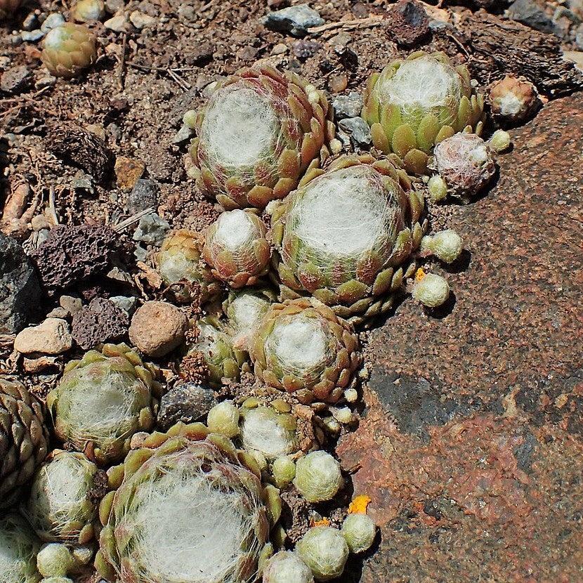 Sempervivum arachnoideum ssp. tomentosum ~ Woolly Hens and Chicks-ServeScape