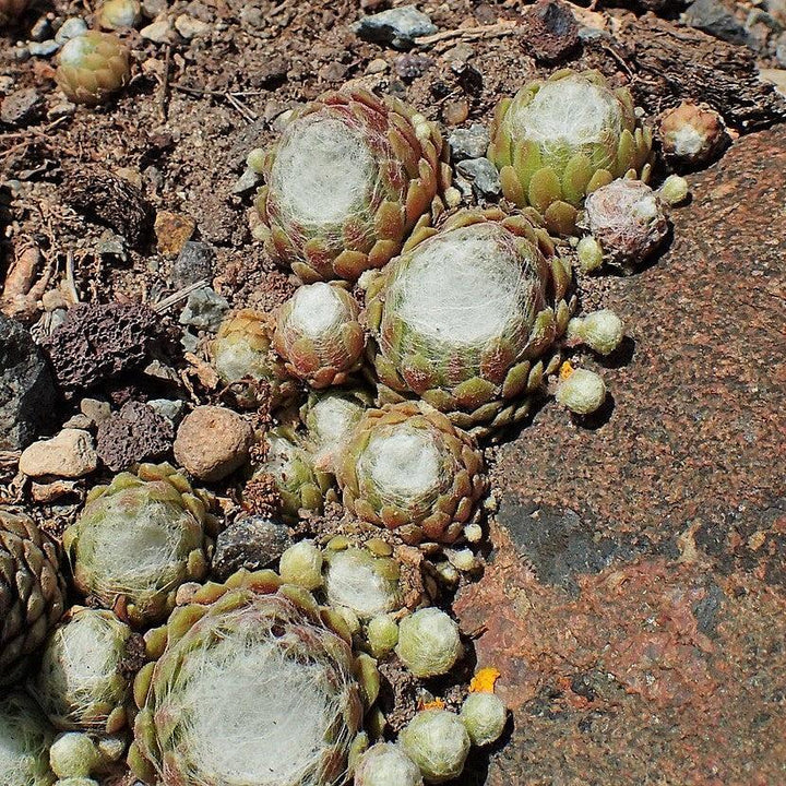 Sempervivum arachnoideum ssp. tomentosum ~ Woolly Hens and Chicks-ServeScape