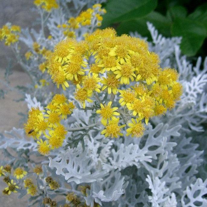 Senecio cineraria ~ Dusty Miller-ServeScape