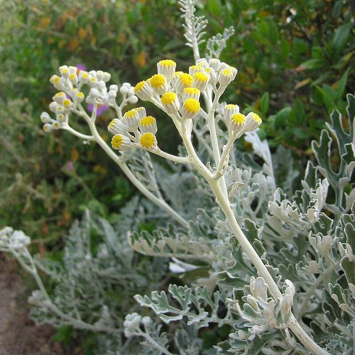 Senecio cineraria ~ Dusty Miller-ServeScape