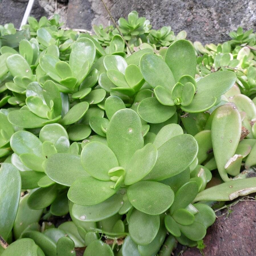 Senecio Jacobsenii ~ Trailing Jade-ServeScape