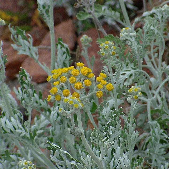 Senecio cineraria ~ Dusty Miller-ServeScape