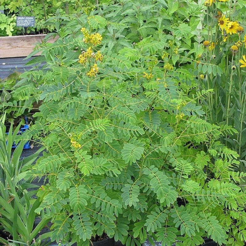 Senna hebecarpa ~ Wild Senna-ServeScape