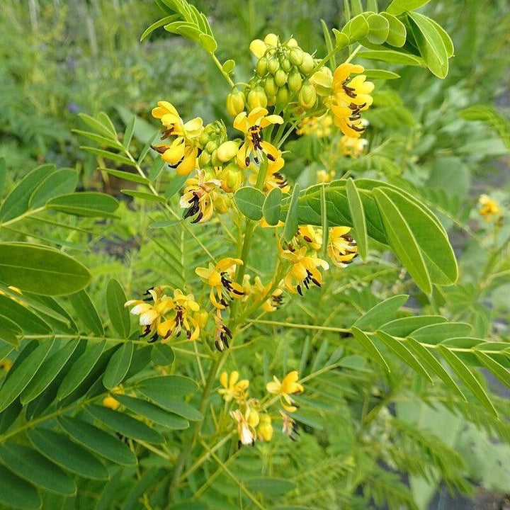 Senna hebecarpa ~ Wild Senna-ServeScape