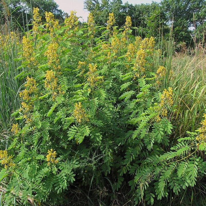 Senna hebecarpa ~ Wild Senna-ServeScape