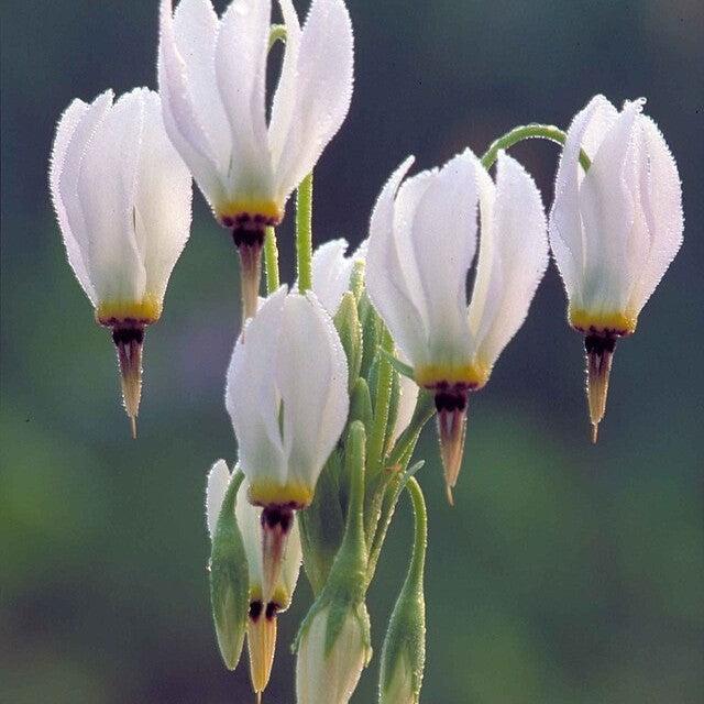 Dodecatheon meadia ~ Shooting Star, White-ServeScape