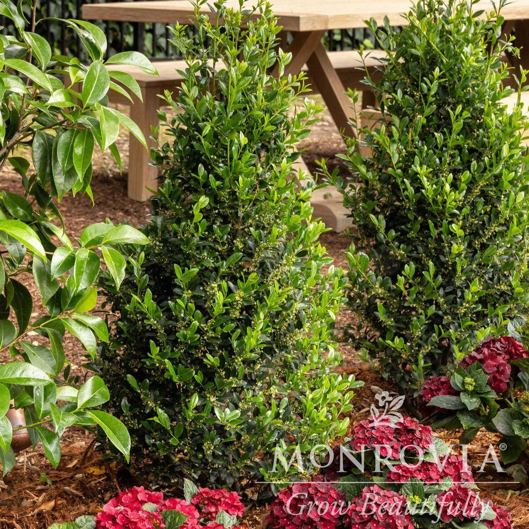 Ilex x 'RutHol1' PP #23,905 ~ Monrovia® Emerald Colonnade® Holly-ServeScape