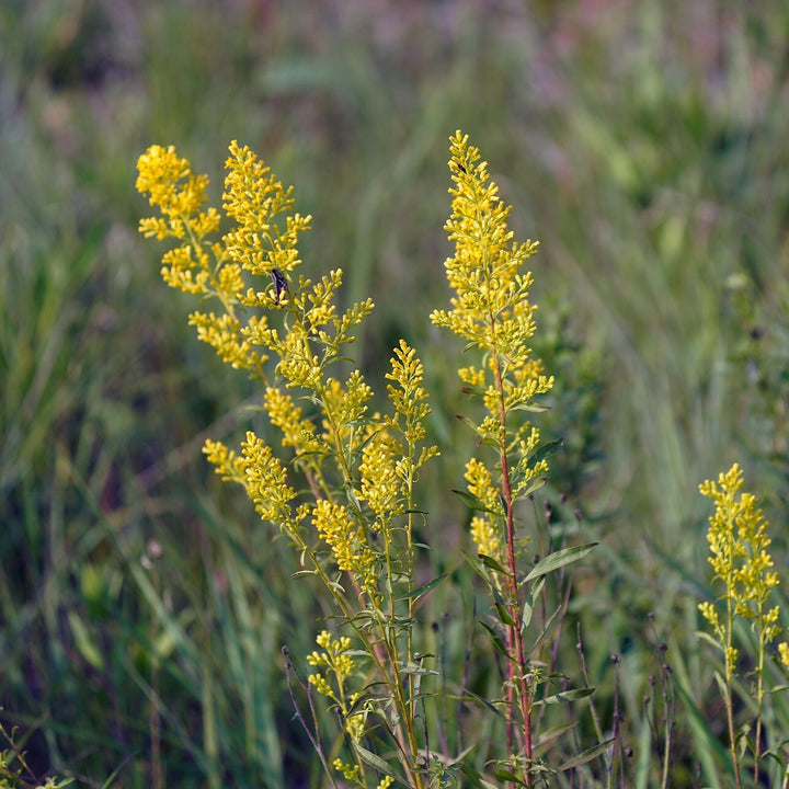 Solidago speciosa ~ Showy Goldenrod