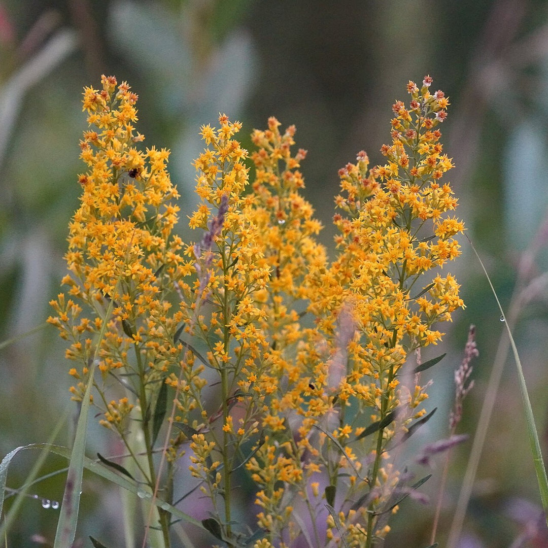 Solidago speciosa ~ Showy Goldenrod